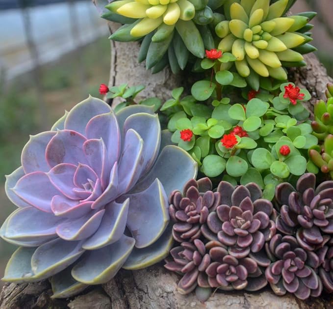 G GOOD GAIN Garden Succulent Kit with Organizer Bag, 14 Pieces Succulent Tools, Indoor Mini Hand