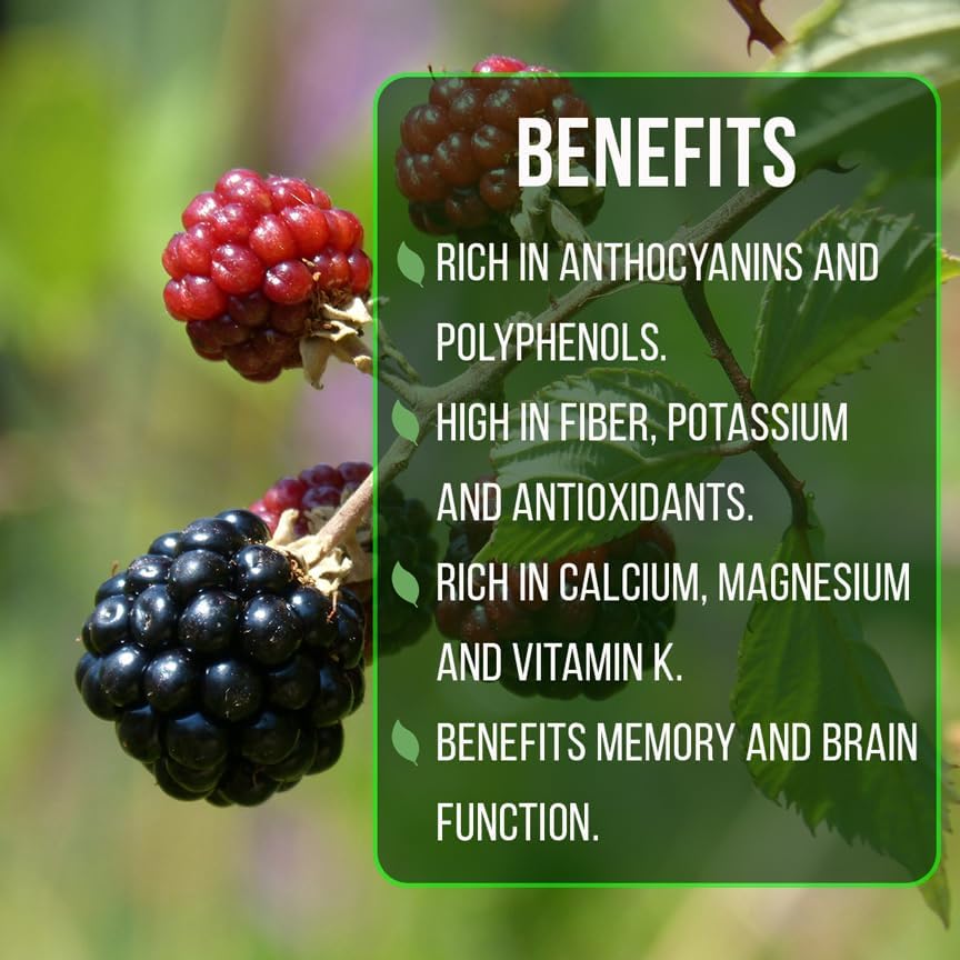 BlackBerry Plants Sweetie Pie (4 Pack) Live for Sale | Easy to Grow Plants | Edible Fruit Plant for