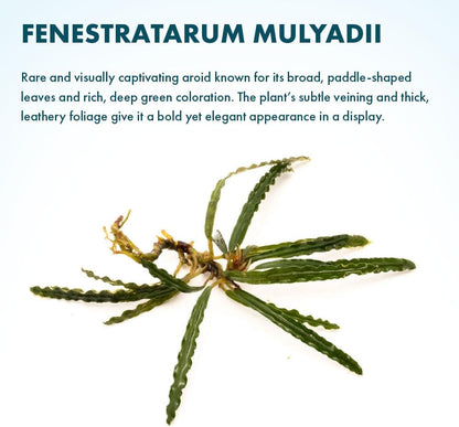 SubstrateSource Live Plants - Fenestratarum Mulyadii (Fenestratarum mulyadii) - Low to Medium