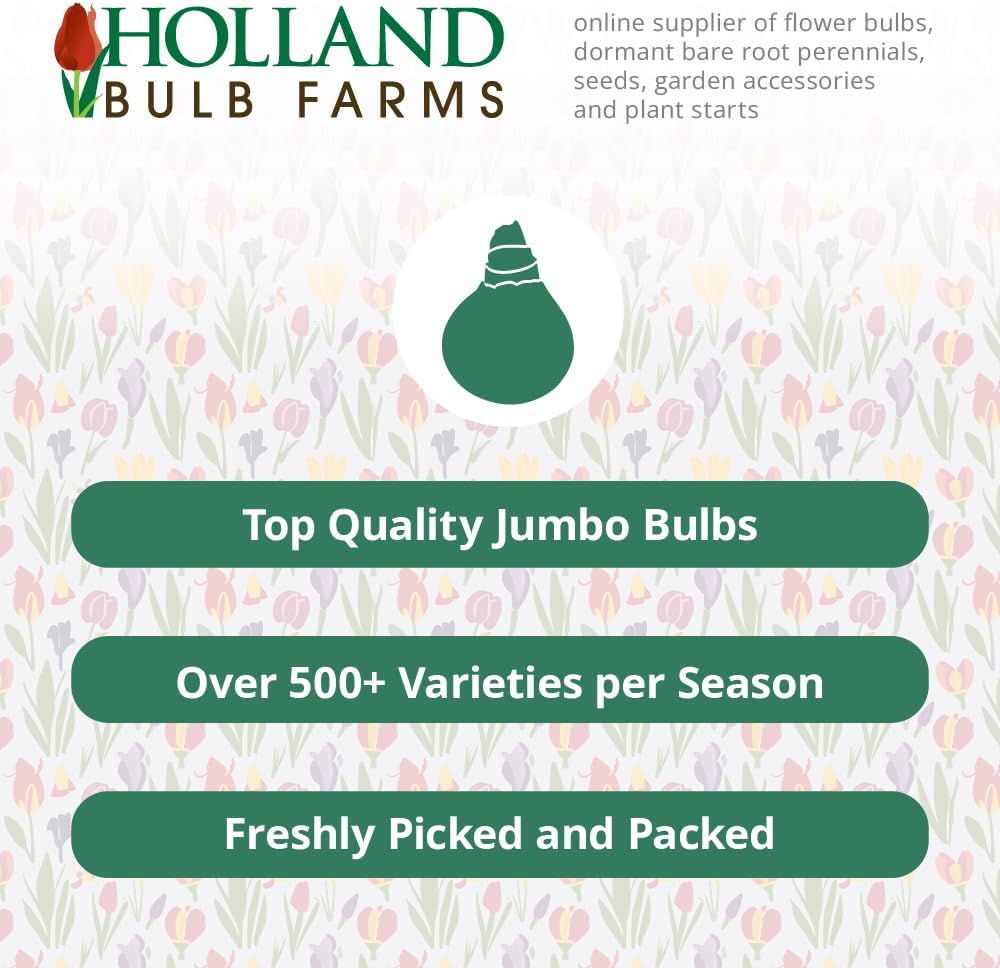Bulk Mixed Daffodils Flower Bulbs - 250 Bulbs per Pack - Deer Resistant - Good as Cut Flowers