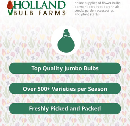 Bulk Mixed Daffodils Flower Bulbs - 250 Bulbs per Pack - Deer Resistant - Good as Cut Flowers