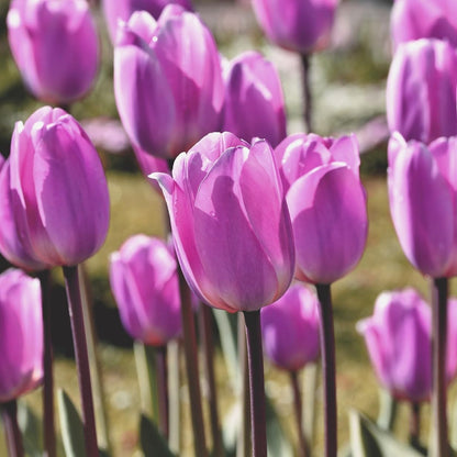 Lavender Purple Triumph Tulip Flowers – Gardener’s Favorite 10‑Bulbs| Pure & Variegated