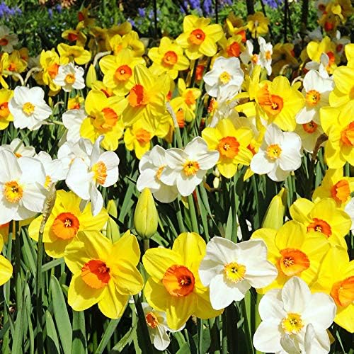 Bulk Mixed Daffodils Flower Bulbs - 250 Bulbs per Pack - Deer Resistant - Good as Cut Flowers