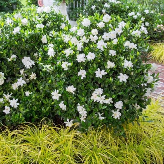 Gardenia Veitchii - Everblooming - Gardenia Jasminoides. Fragrant Evergreen Shrub with Glossy