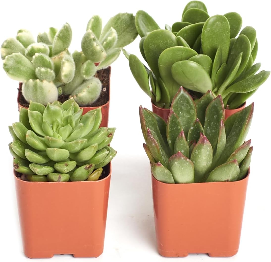 Shop Succulents | Verde Collection | Assortment of Hand Selected, Fully Rooted Live Indoor Green