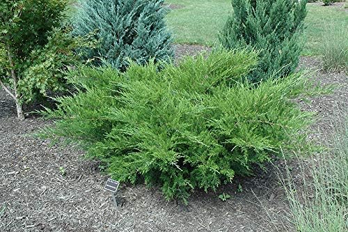 Sea Green Juniper - 30 Live Plants - Juniperus Chinensis - Hardy Evergreen Privacy Screen