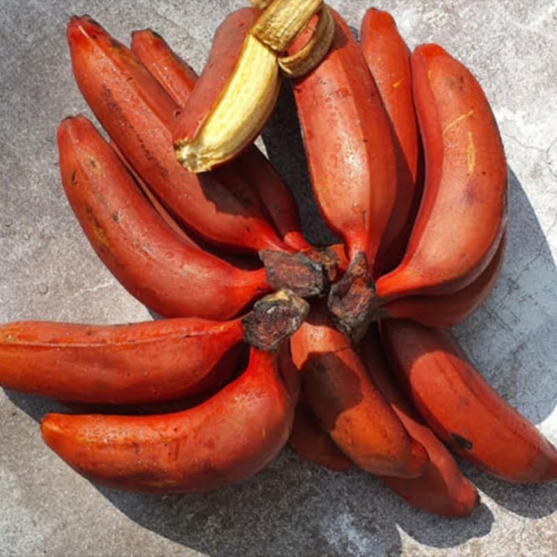 Red Banana Plant Live, 4-6" Tall Well-Rooted for Indoor Tropical Displays, Cold Hardy Banana Fruit