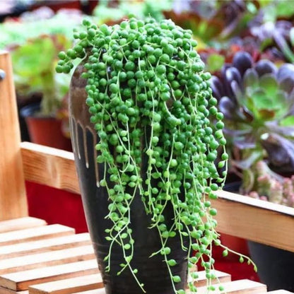 String of Pearls Plant Live, Trailing Succulent Vine, Rare Live Indoor Plant in Pot