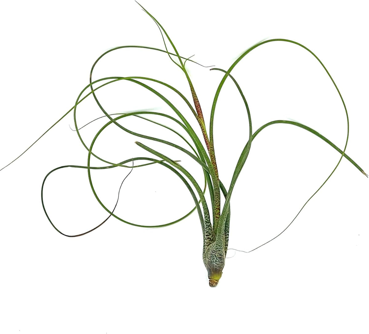 ragnaroc Live Air Plants - Tillandsia Butzii, Jumbo 7-9" - 2ct - Live Arrival Guaranteed - House