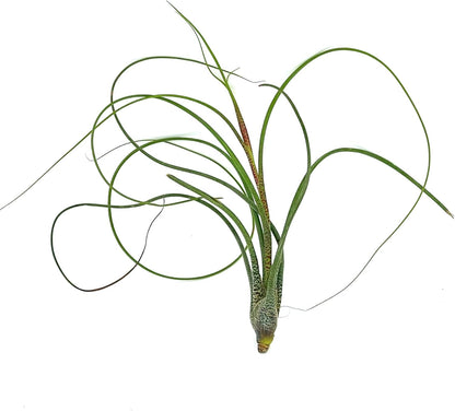 ragnaroc Live Air Plants - Tillandsia Butzii, Jumbo 7-9" - 2ct - Live Arrival Guaranteed - House
