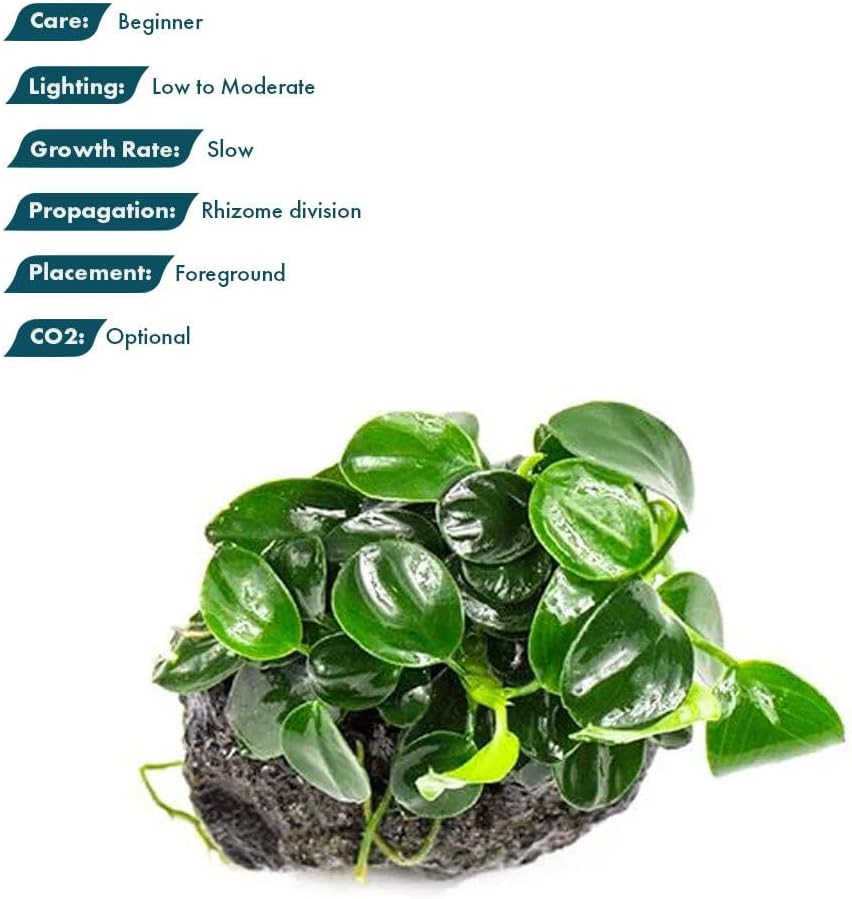 SubstrateSource Live Planted Decor - Bucephalandra Godzilla (Bucephalandra sp.) on Lava Stone - Low