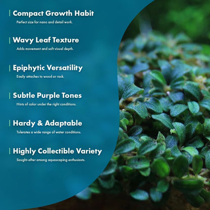 SubstrateSource Live Plants - Lamandau Mini Purple - Low to Medium Light Aquarium Display, Dark