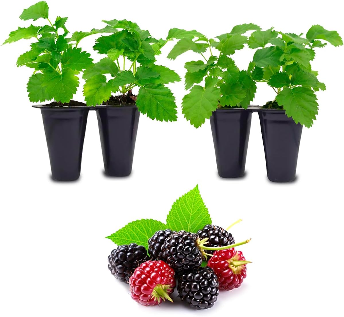 Thorny Boysenberry Plants (4 Pack) – Live Starter Plants for Planting, Vigorous Trailing Canes