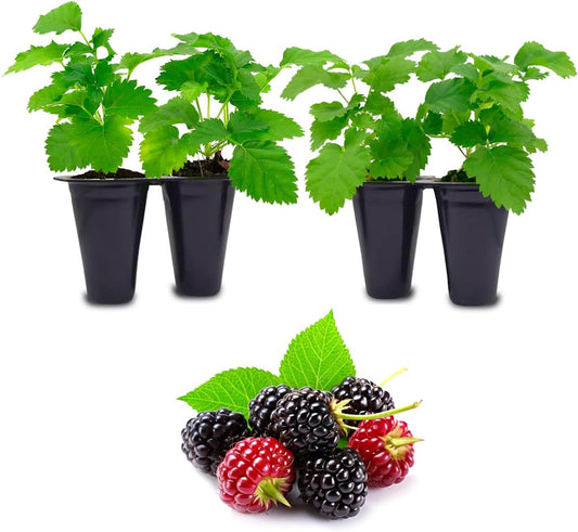 Boysenberry Plant (4 Pack) | Live Fruit Plant for Planting | Large, Juicy & Sweet Berries | Thorny