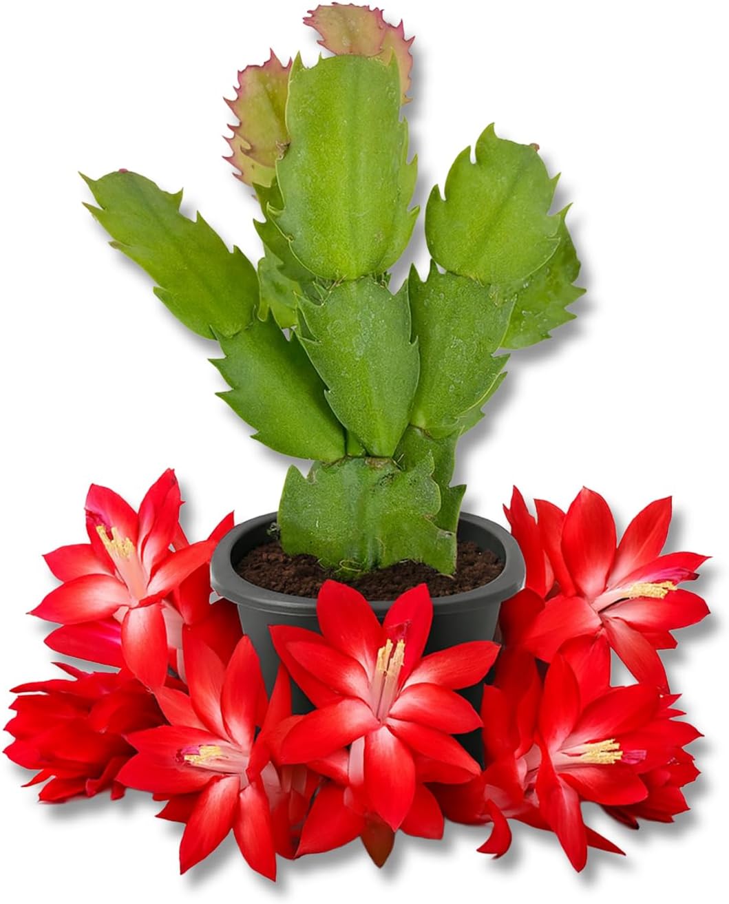 Red Christmas Cactus - Live Starter Plants - Schlumbergera Bridgesii - Beautiful Colorful Tropical