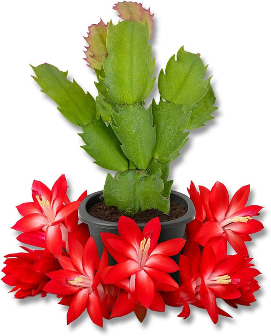 Red Christmas Cactus - Live Starter Plants - Schlumbergera Bridgesii - Beautiful Colorful Tropical