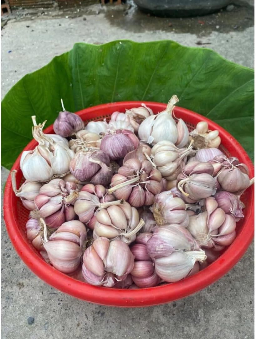 1 Pound Hard Neck Garlic for Planting in Fall, Big Garlic Bulb for Planting, Fresh and High Yield