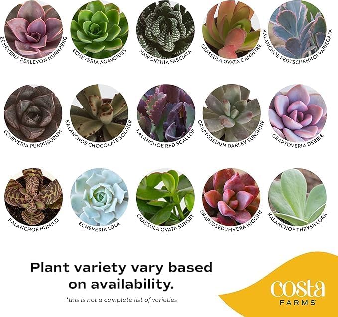 Costa Farms Mini Succulent Live Plants in Plastic Pots, Easy to Maintain Indoor Succulents