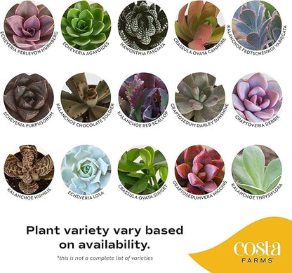 Costa Farms Live Succulent Plants (12-Pack), Mini Succulent Assortment Potted in Nursery Plant