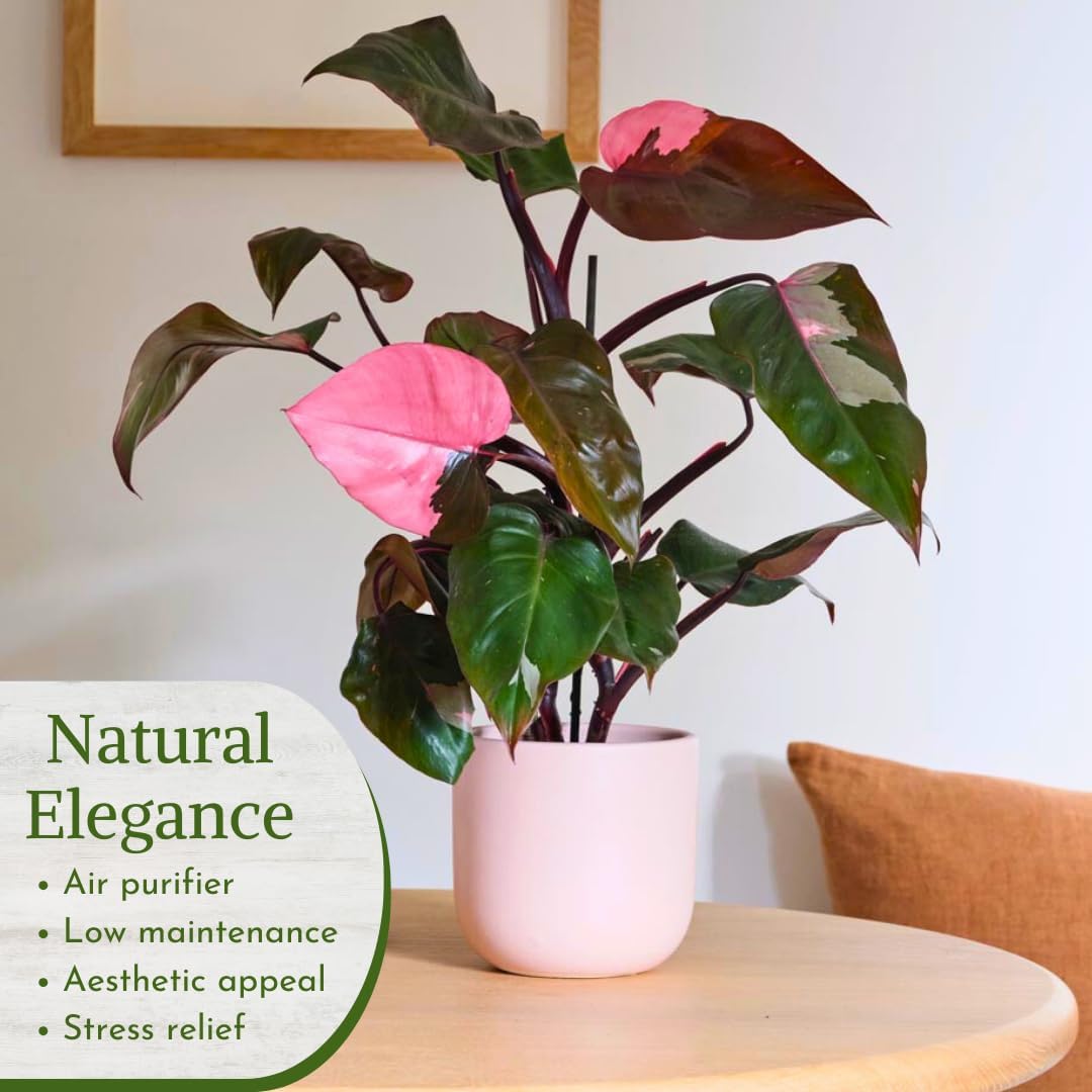 Philodendron Plant Live Exclusive Collection (4-Pack) – Rare Birkin, Gloriosum, Pink Princess &