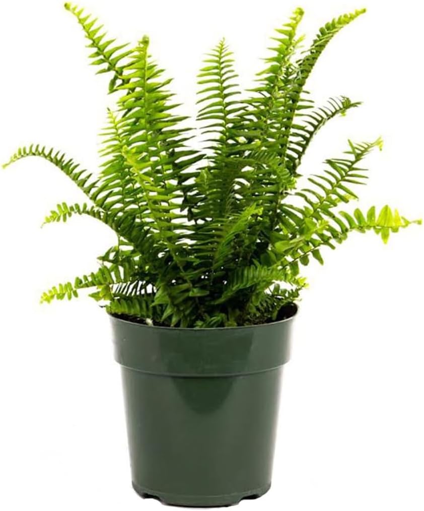 American Plant Exchange Kimberly Queen Fern – 6-Inch Pot – Live Hardy Upright Fern Houseplant, Easy