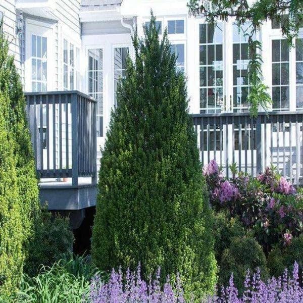 Steeds Holly I 3 Live Plants I Upright Ilex Crenata | Upright Evergreen Shrub for Privacy Screens