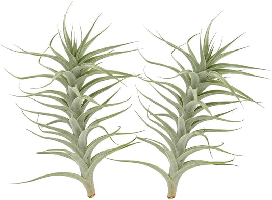 Live Air Plants - Tillandsia Albida 7-12" - 2ct – ragnaroc Live Indoor Plant - Live Arrival