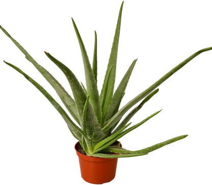 Aloe Vera Live Plant for Indoor | Different Houseplants in 4'' & 6'' Pot | Real House Plant for