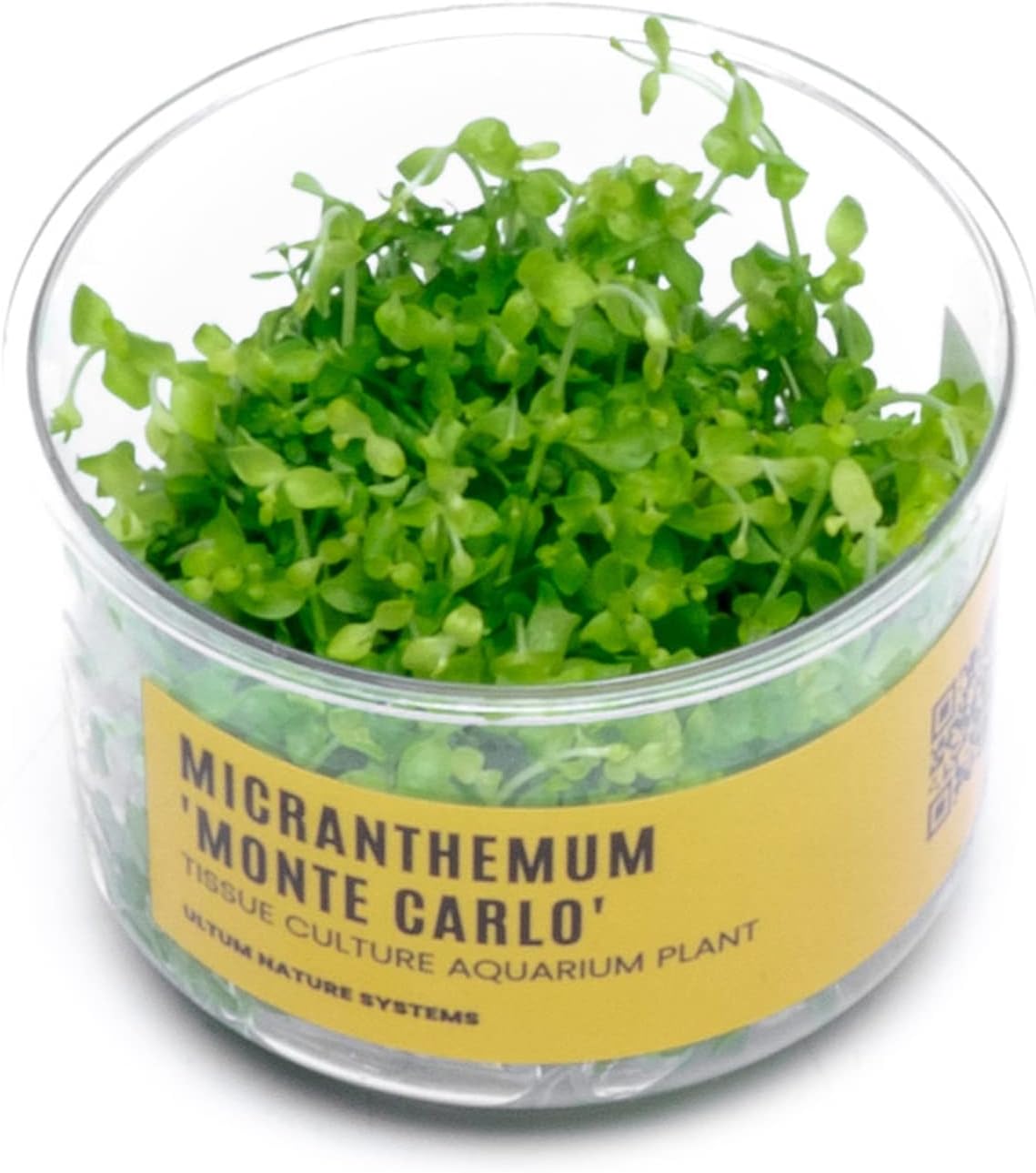 Ultum Nature Systems Micranthemum Monte Carlo Tissue Culture Live Plant for Aquarium, Aquascape