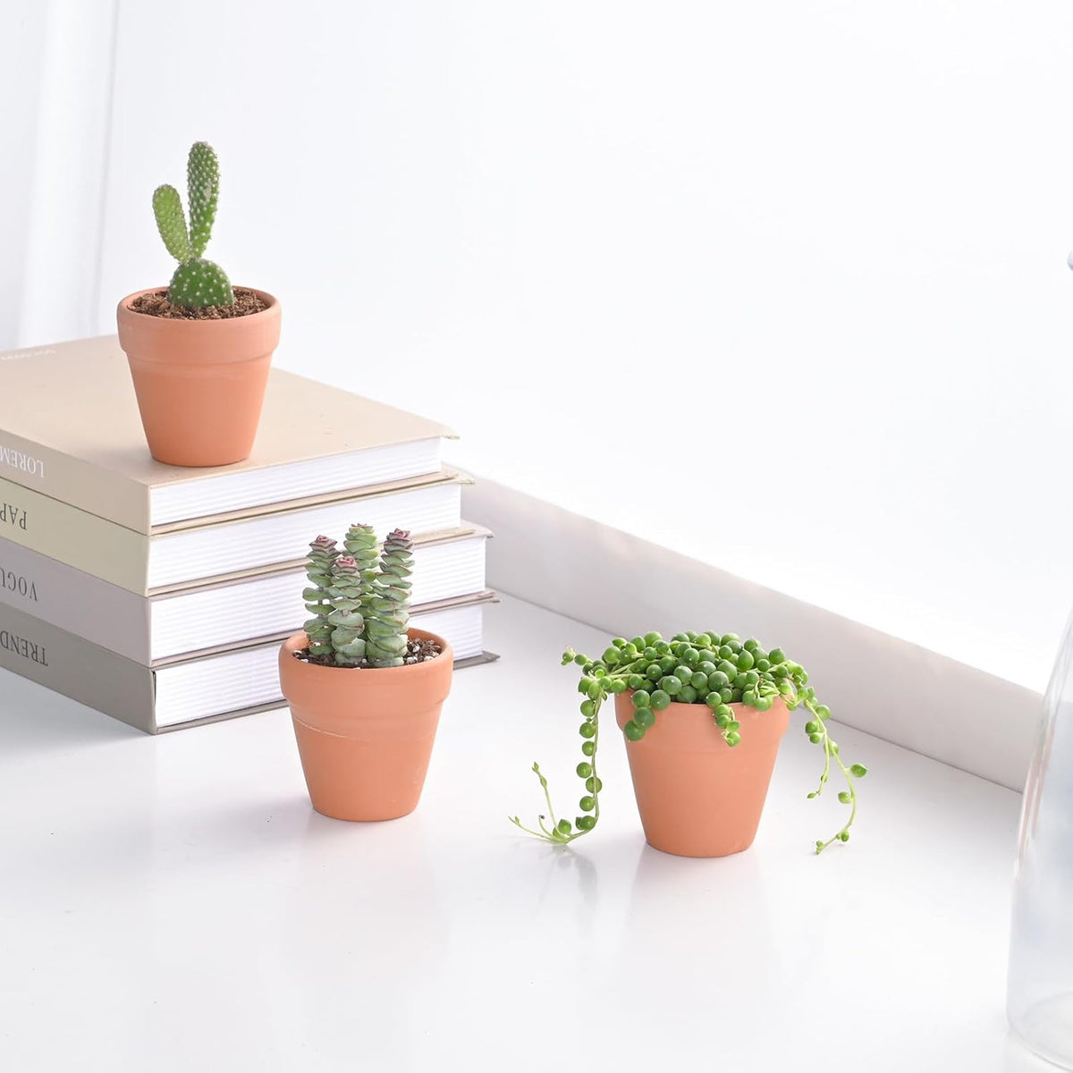 Live Succulent String of Pearls, Approx 2-inch Large, Potted Succulents, Fully Rooted, Easy Care