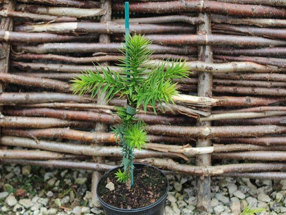 GARDENERA Premium Araucaria Potting Soil Mix - Perfect Balance of Nutrients, Drainage, and Aeration