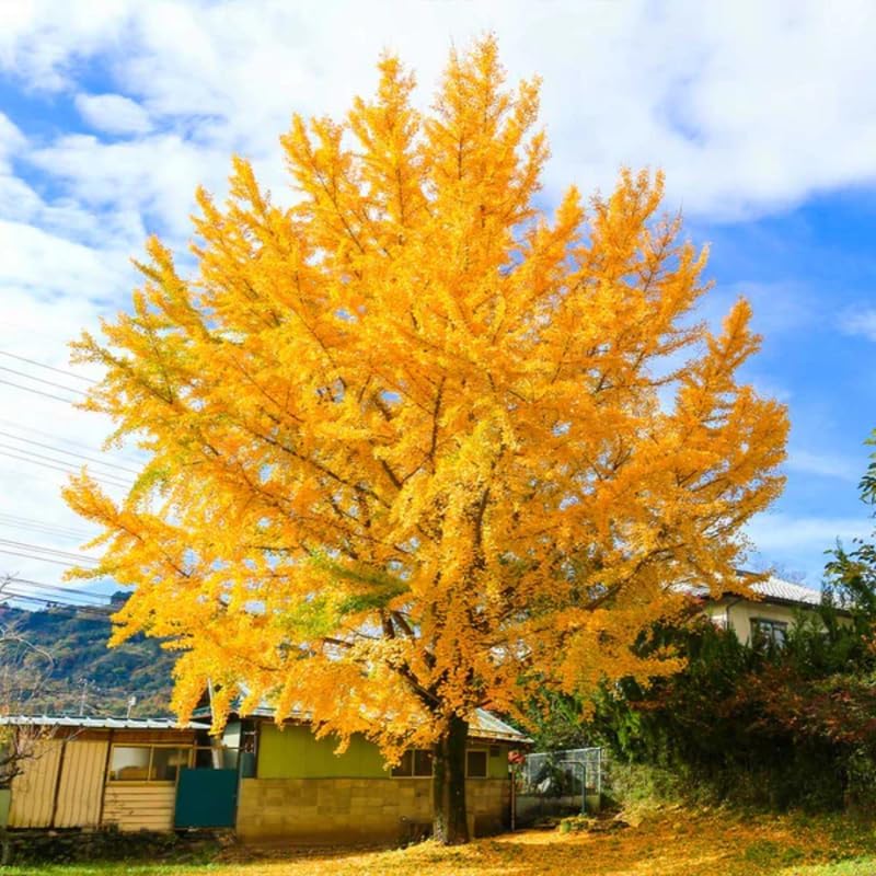 Ginkgo Tree Live Plant in Quart Pot, Well Rooted Ginkgo Tree Plant Live, Ready to Grow, 1-2 Year