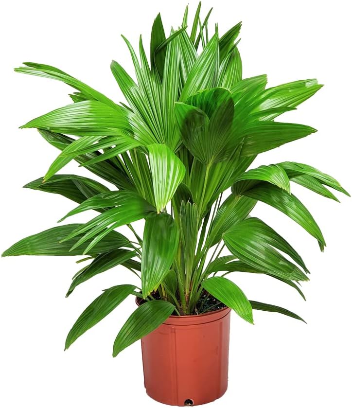 Fountain Palm Tree - Fan Palm - Overall Height 30" to 32" - Large Plant - Houseplant - Tropical