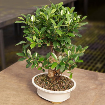 Brussel's Bonsai Live Golden Gate Ficus Indoor Bonsai Tree - Large, 10 Years, 16 to 20 In - Live