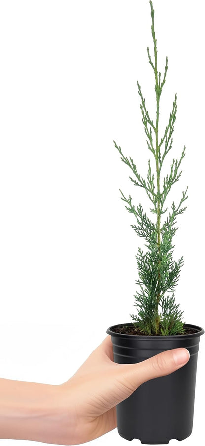 Italian Cypress | 1 Live 4 Inch Tree | Cupressus sempervirens | Narrow Evergreen Plants | Tall