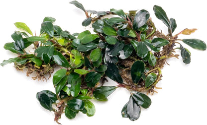 SubstrateSource Bucephalandra Brownie Blue Live Aquarium Plant - Natural Freshwater Fish Tank