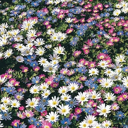 Anemone Blanda Mix Bulbs for Planting - Perennial, Attracts Bees & Showy Flowers | Blooms in Mid