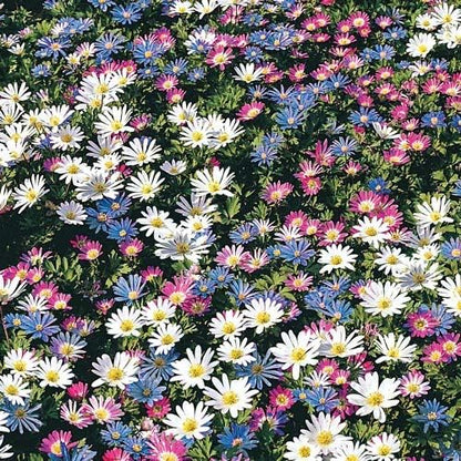 Anemone Blanda Mix Bulbs for Planting - Perennial, Attracts Bees & Showy Flowers | Blooms in Mid