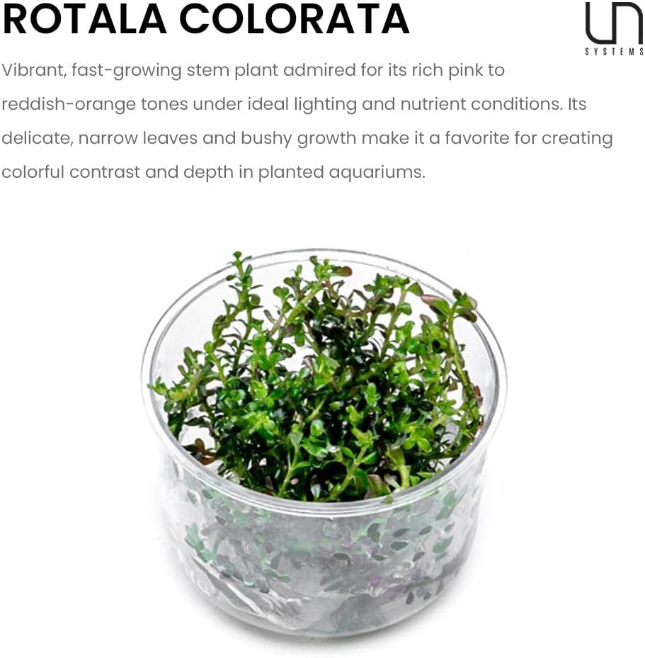 Ultum Nature Systems Live Tissue Culture - Rotala 'Colorata' - Moderate - High Light - Reddish-Pink