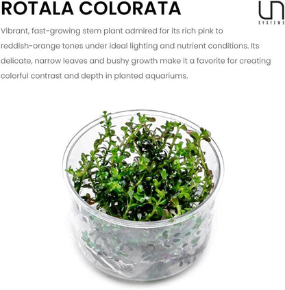 Ultum Nature Systems Live Tissue Culture - Rotala 'Colorata' - Moderate - High Light - Reddish-Pink