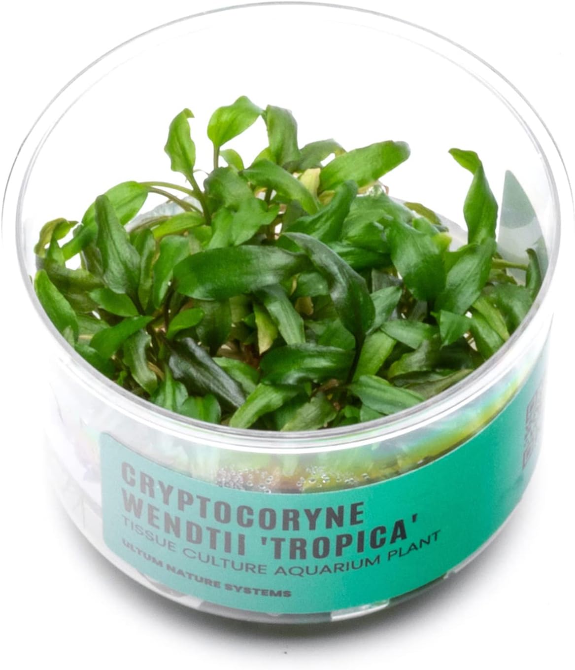 Ultum Nature Systems Cryptocoryne Wendtii Tropica Tissue Culture Live Plant for Aquarium