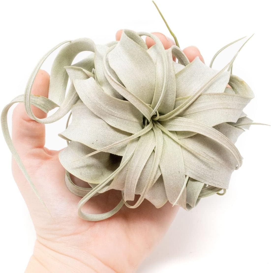 Seedling Xerographica Air Plants 2 to 4 Inch Wide - Tillandsia Succulent House Plants - Available