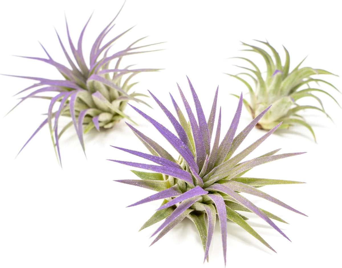 Purple Colorful Tillandsia Air Plants - Long Lasting Color Enhanced Live Tillandsia Succulent House