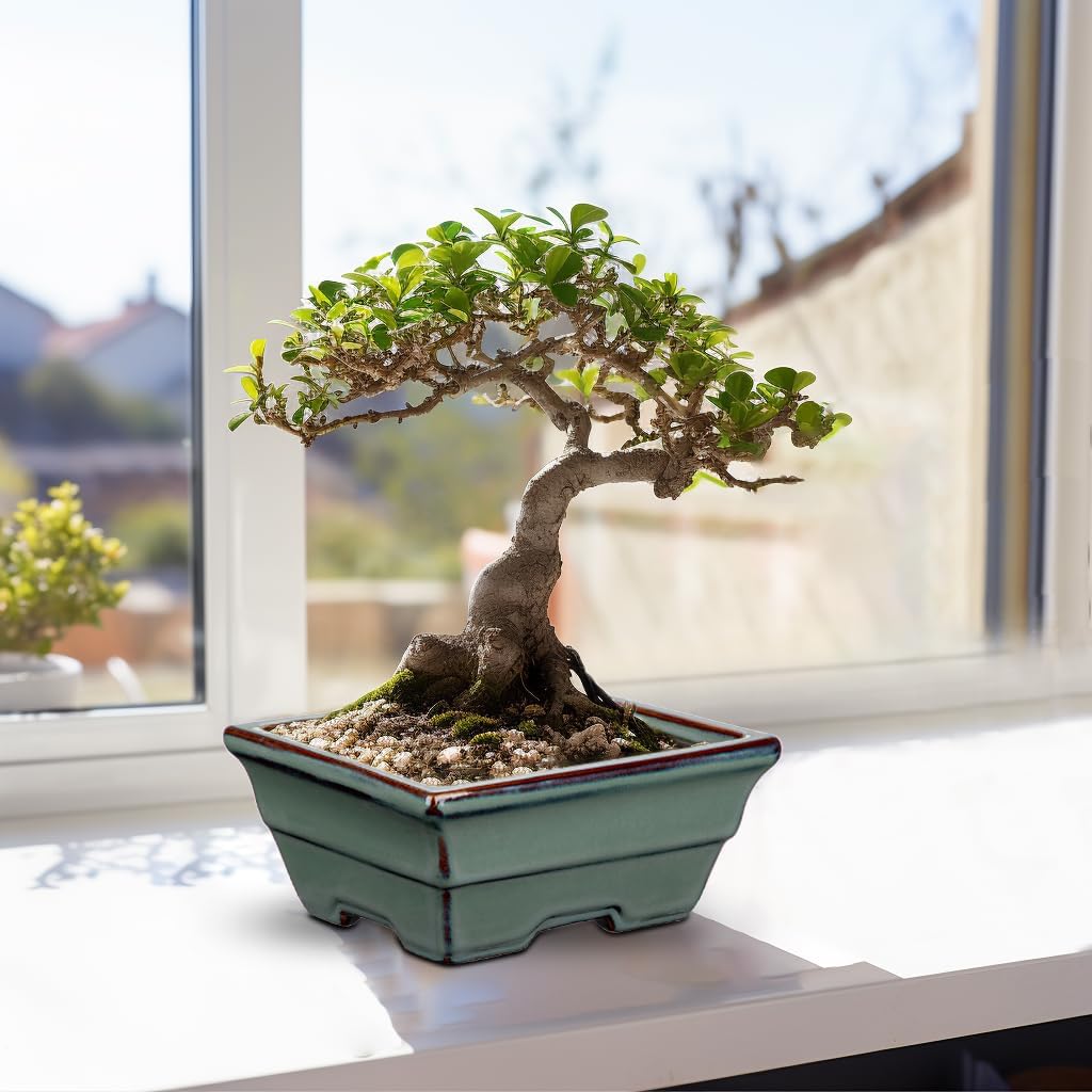 Ceramic Bonsai Pots with Drainage Hole Set of 2, Green Glazed Bonsai Planters for Indoor/Outdoor