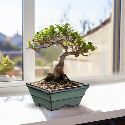 Ceramic Bonsai Pots with Drainage Hole Set of 2, Green Glazed Bonsai Planters for Indoor/Outdoor