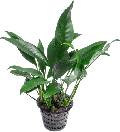 SubstrateSource Anubias Live Aquarium Plants - Potted Freshwater Plant for Fish Tanks, Terrariums