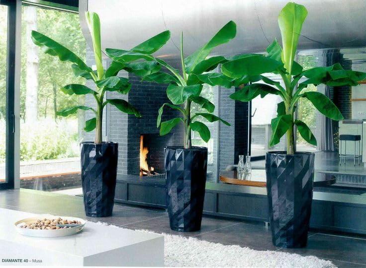 Seeds Ornamental Banana Tree - Tree for Planting - GMO Free