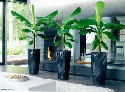 Seeds Ornamental Banana Tree - Tree for Planting - GMO Free