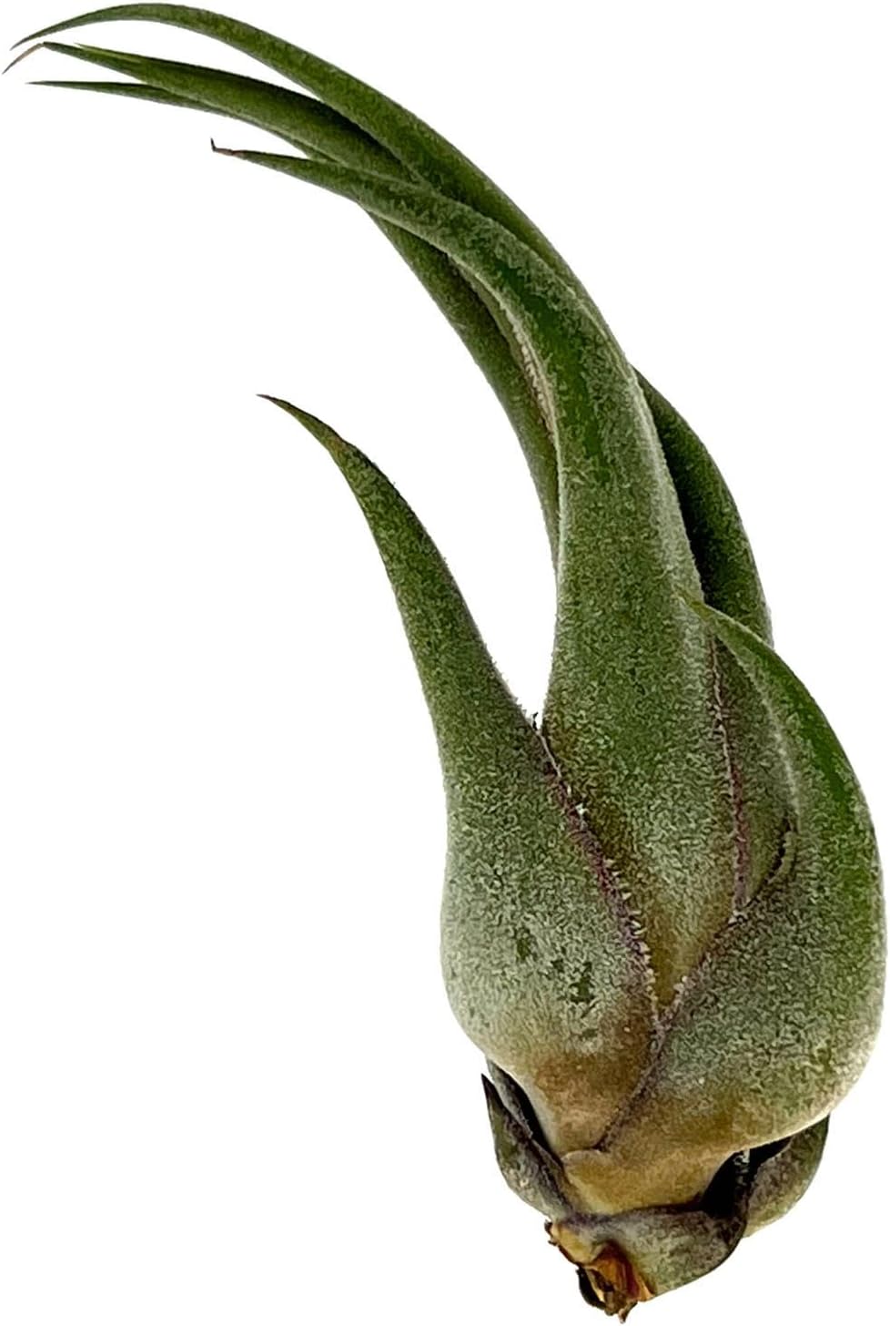 ragnaroc Air Plants - Tillandsia Seleriana, Large 4-6" - 3ct - Live Arrival Guaranteed - House