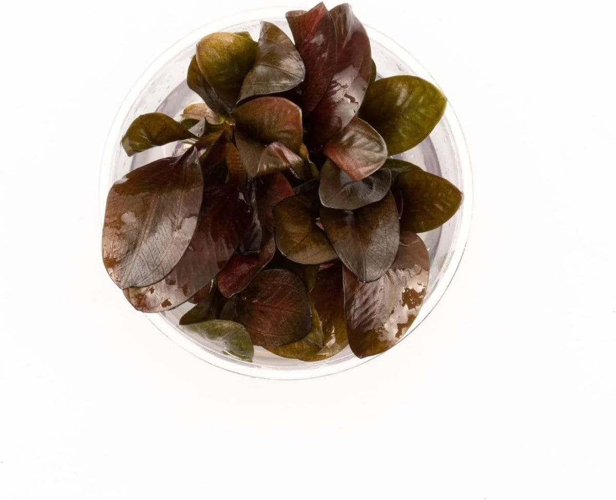 Ultum Nature Systems Live Tissue Culture - Echinodorus 'Reni' (Echinodorus reni) - Easy - Medium to